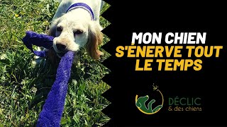 Mon chien aboie et sénerve je vous apprends à gérer sa frustration [upl. by Airolg]