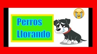 PERROS LLORANDO efecto de sonido HD 😭 perros lloran perros llorandollanto de perroperros lloron [upl. by Desmond]