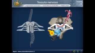 Istologia 23  Nervoso parte 3 [upl. by Landau705]