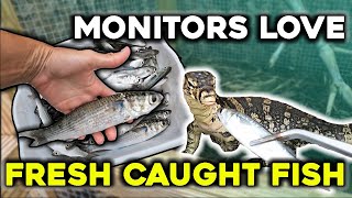 The Ultimate Monitor Lizard Feast Fresh Caught Fish [upl. by Einned493]