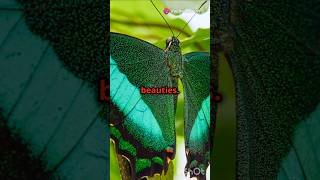 Top 10 Most Beautiful Butterfly species butterfly 🦋🦋 [upl. by Orsini467]