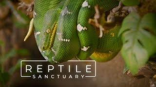 The Largest Reptile Sanctuary in the United States  PARAGRAPHIC [upl. by Gwenni]