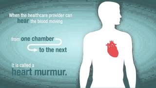 Systolic murmurs diastolic murmurs and extra heart sounds  Part 1  NCLEXRN  Khan Academy [upl. by Kalam]