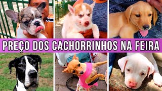 PREÇO dos CACHORRINHOS na FEIRA filhotesdecachorros cachorroderaca feira [upl. by Vasily]