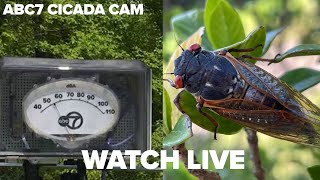 LIVE ABC7 Chicago Cicada Cam [upl. by Narra942]