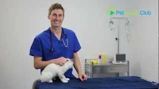 The PetHealthClub  How to put drops or medication in your cats ears [upl. by Yerak]