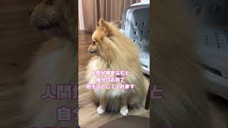 なぜピカルディは立ち上がるのか？ dog 犬pomeranian ポメラニアン [upl. by Eiznyl]