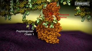 Penicillin Binding Protein Crosslinking peptidoglycan chains [upl. by Sikram]