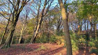 Brockholes Round Wood 14 Nov 24 [upl. by Atikihc]