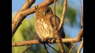 El Canto de la Aurora Glaucidium Brasilianum [upl. by Deehan]