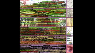 An Iceberg of Phylogeny [upl. by Concordia]