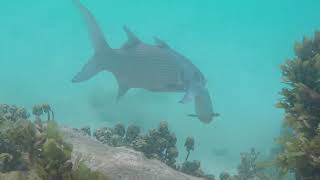 Snorkeling on the beach at Anse Takamaka Praslin Seychelles [upl. by Luelle163]