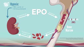 Explanation video the role of the hypoxia inducible factor HIF in the regulation of oxygen [upl. by Sergius]