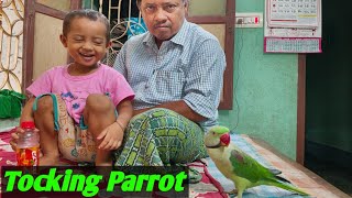 🥰😲🦜Happy parrot hand Team Alexander Tocking Parrot [upl. by Aekerly]