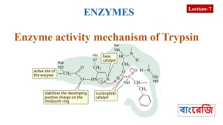 Enzyme activity mechanism of Trypsin [upl. by Lombardi]