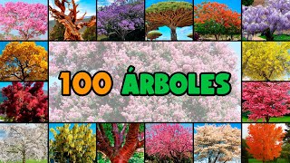 100 nombres de ÁRBOLES MUY COLORIDOS y PINTORESCOS [upl. by Ydrah]