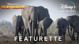 Disneynatures Elephant  Featurette  Disney [upl. by Eeloj387]