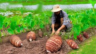 One tuber per meal Harvest radishes taro to cook traditional dishes  Dianxi Xiaoge inspires me [upl. by Alfi]