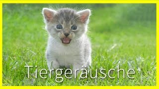 Tiergeräusche für Kinder [upl. by Gustav]