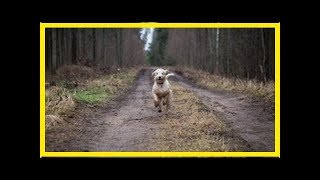 Hundefutter Test 1 Rinti – Das Kennerfleisch [upl. by Aiem]