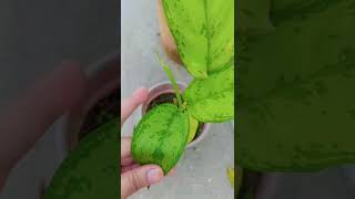 Aglaonema plant Aglaonemas are known to bring prosperity and good luckbestshorts youtubeshorts [upl. by Eberta872]