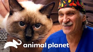 ¡Un domingo especial para gatos en la clínica  Dr Jeff Veterinario  Animal Planet [upl. by Hayidan]