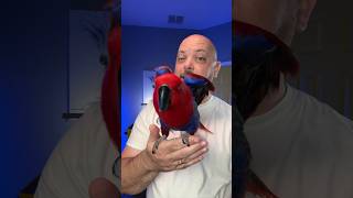 Veterinarians LOVE this parrot [upl. by Barbur]