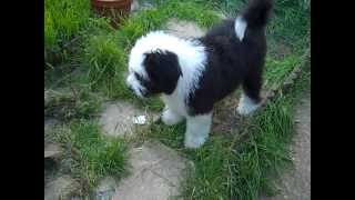 Riley the Old English Sheepdog puppy with a tail [upl. by Eissolf577]