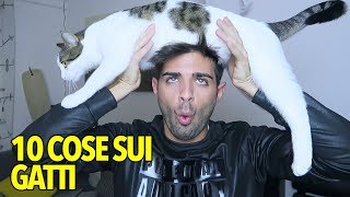 10 COSE DA SAPERE SUI GATTI [upl. by Jeremy]