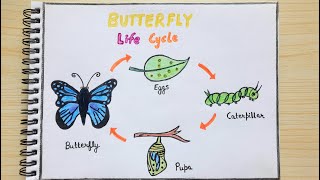 Butterfly life cycle drawing easy  How to draw life cycle of butterfly step by step  artYo 🦋 [upl. by Riada]