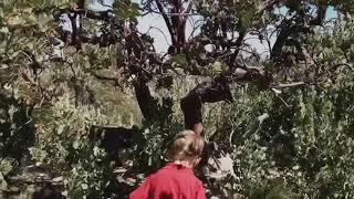 How manzanita trees got their name and what their flowers look like [upl. by Kuth864]