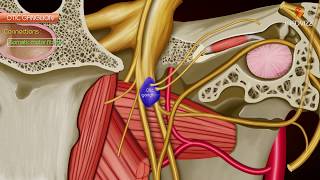 Otic ganglion  Gross anatomy  Roots and Branches  Animated anatomy [upl. by Reni856]