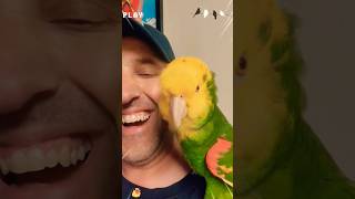 Cutest Parrots in Action shortsyoutube shortfeed youtubeshorts [upl. by Nelo]