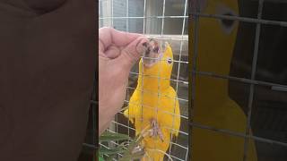 Golden Cnour Parrots Breeder Pair 🦜 Exotic Parrots  Cnour Family Parrots Lover amp Breeders [upl. by Cyler10]