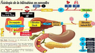 Ictericia neonatal Fisiológica y patológica👶 PEDIATRÍA [upl. by Nerua]