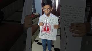 Respiratory system model  class 3rd  UPSS viral 2024 [upl. by Tedda]