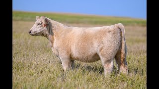 Reimann Pasture Sale 2024  Tag 116 [upl. by Lorens]