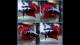 Betta Fish SUPER BLACK Blue Samurai RED WARRIOR Halfmoon Plakat Male T129 [upl. by Henrieta]