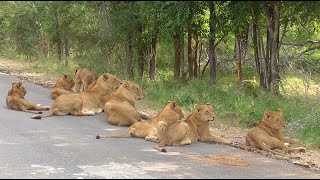 South Africa Krugerpark incl The Big Five [upl. by Nagel937]