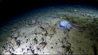 🐙Rare octopus sighting at 3760 meters🐙 [upl. by Elleivap]