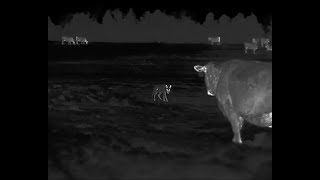 Rancher has a HUGE Coyote Problem  45 Coyotes down with the HD Iray RS75 Thermal [upl. by Ettenotna]