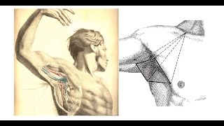 ANATOMIE FMPM ANATOMIE TOPOGRAPHIQUE DU MEMBRE SUPÉRIEUR [upl. by Notnil]