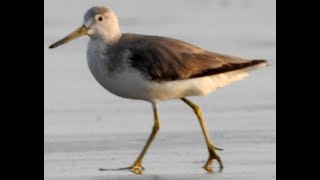 First photo record for India Nordmanns Greenshank [upl. by Elehcir]