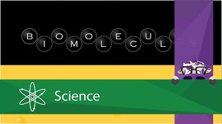 Biomolecules  The Lipids [upl. by Iz]