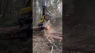 “Harvester in actionMighty giant tree cut🌲🚜”harvester johndeere viralvideo forest timberjack [upl. by Notliw]