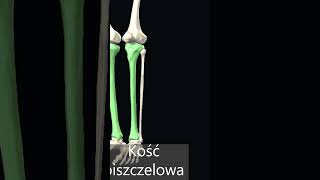 Kość piszczelowa tibia [upl. by Neehsuan]