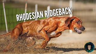 Rhodesian Ridgeback 🦁 The Dog That Hunts Lions [upl. by Odraner]