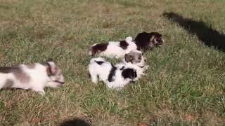 Havanese Puppies For Sale [upl. by Onofredo]