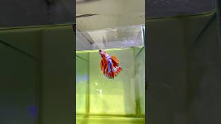 •Beautiful Beta Fish 🪱 betafish fish aquarium viralvideo video animal [upl. by Jonati]