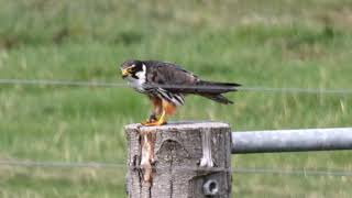 A Hobby eating a Field Vole [upl. by Cormick]